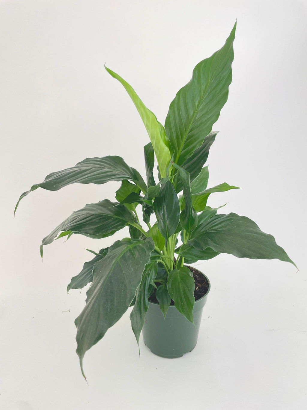 Peace Lily 'Spathiphyllum Wallisii'