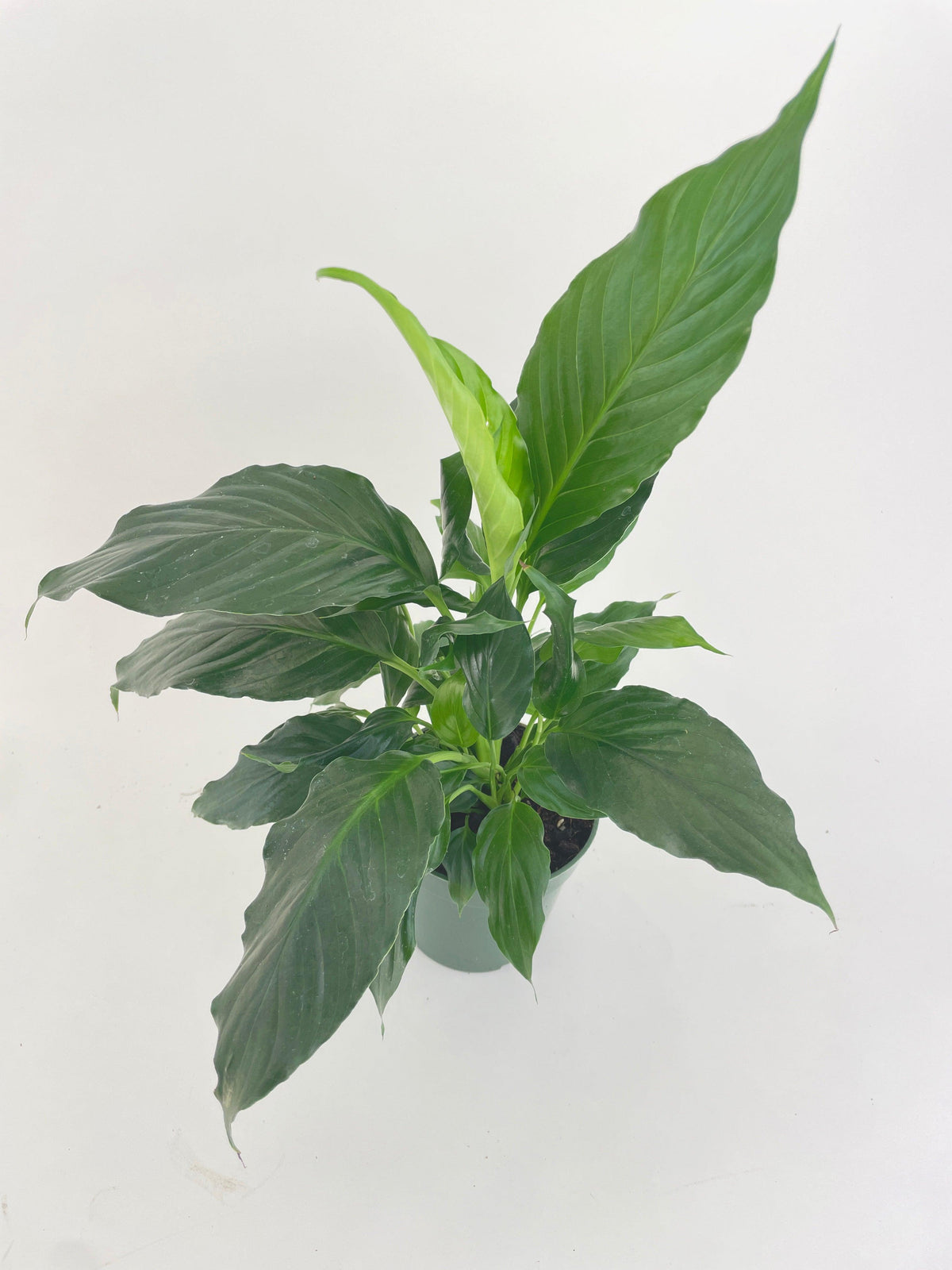Peace Lily 'Spathiphyllum Wallisii'