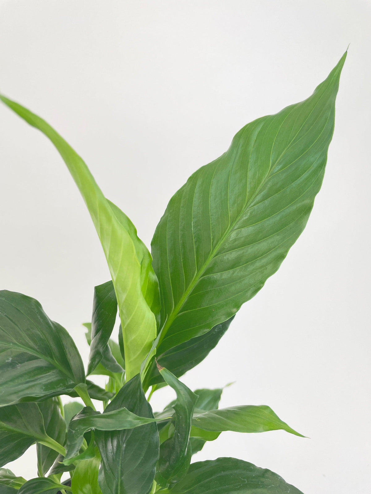 Peace Lily 'Spathiphyllum Wallisii'