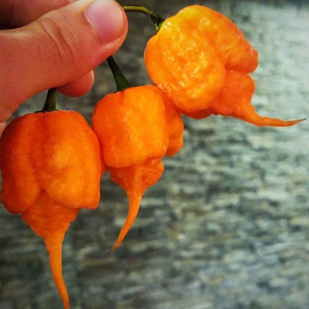 California Reaper (Peach Reaper) Pepper Seeds