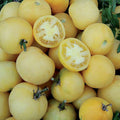 Wapsipinicon Peach Tomato Seeds