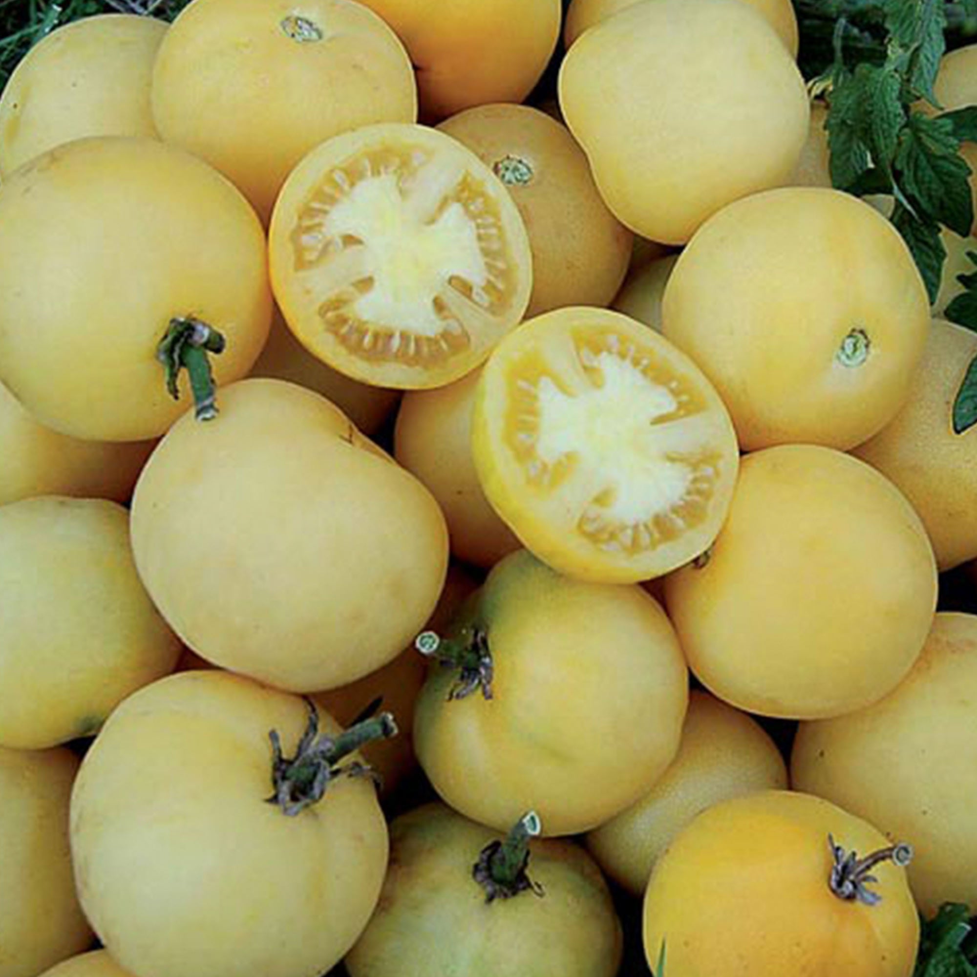 Wapsipinicon Peach Tomato Seeds