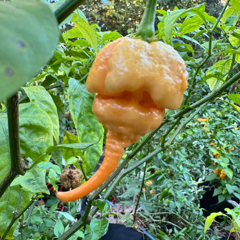 Peach Primo - Seeds