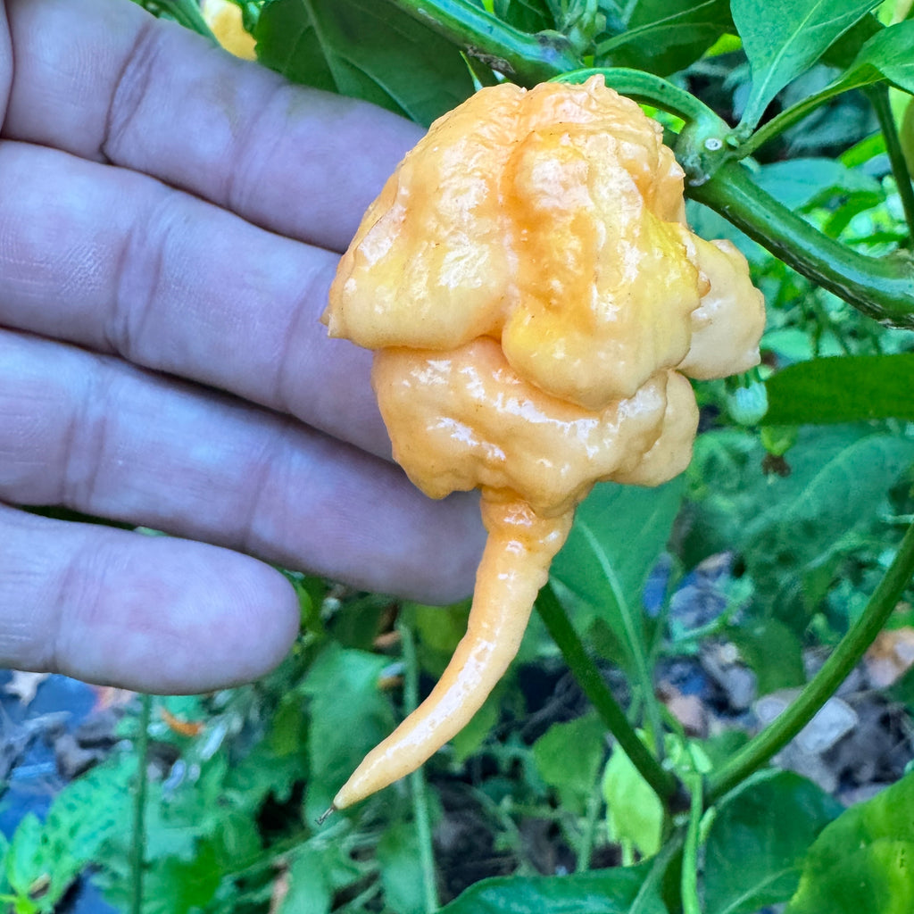 Peach Primo - Seeds
