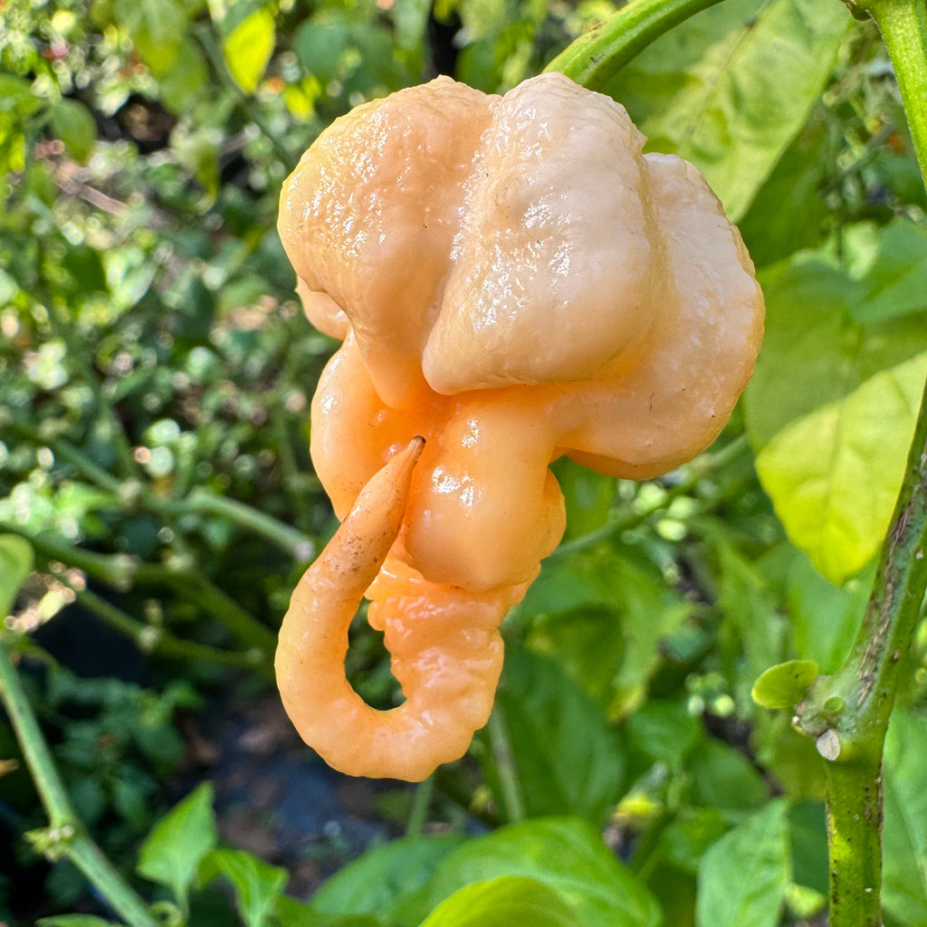Peach Primo - Seeds