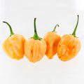 Peachadew Pepper Seeds