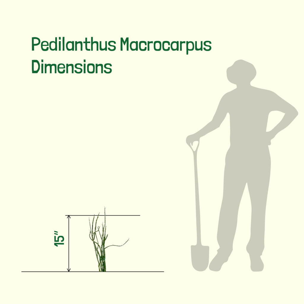 Pedilanthus Macrocarpus