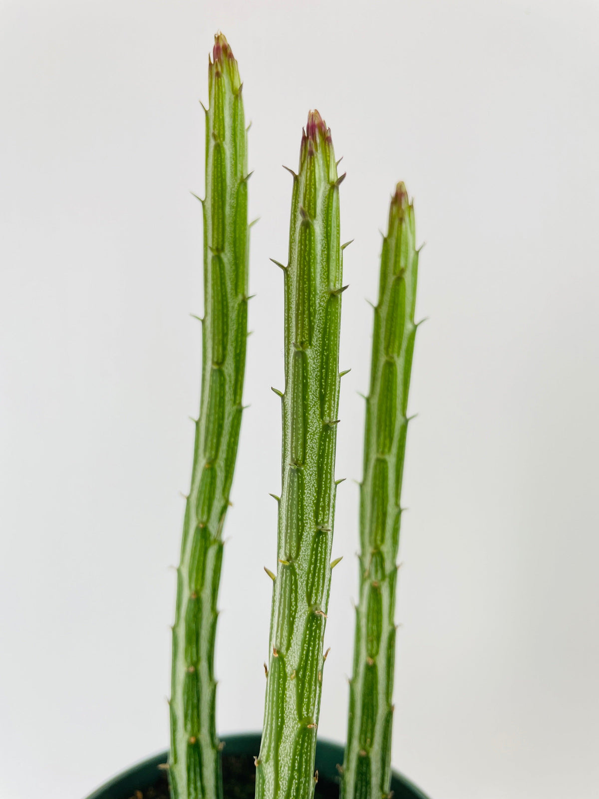Senecio Stapeliiformis "Candy Cane" PIckle Succulent