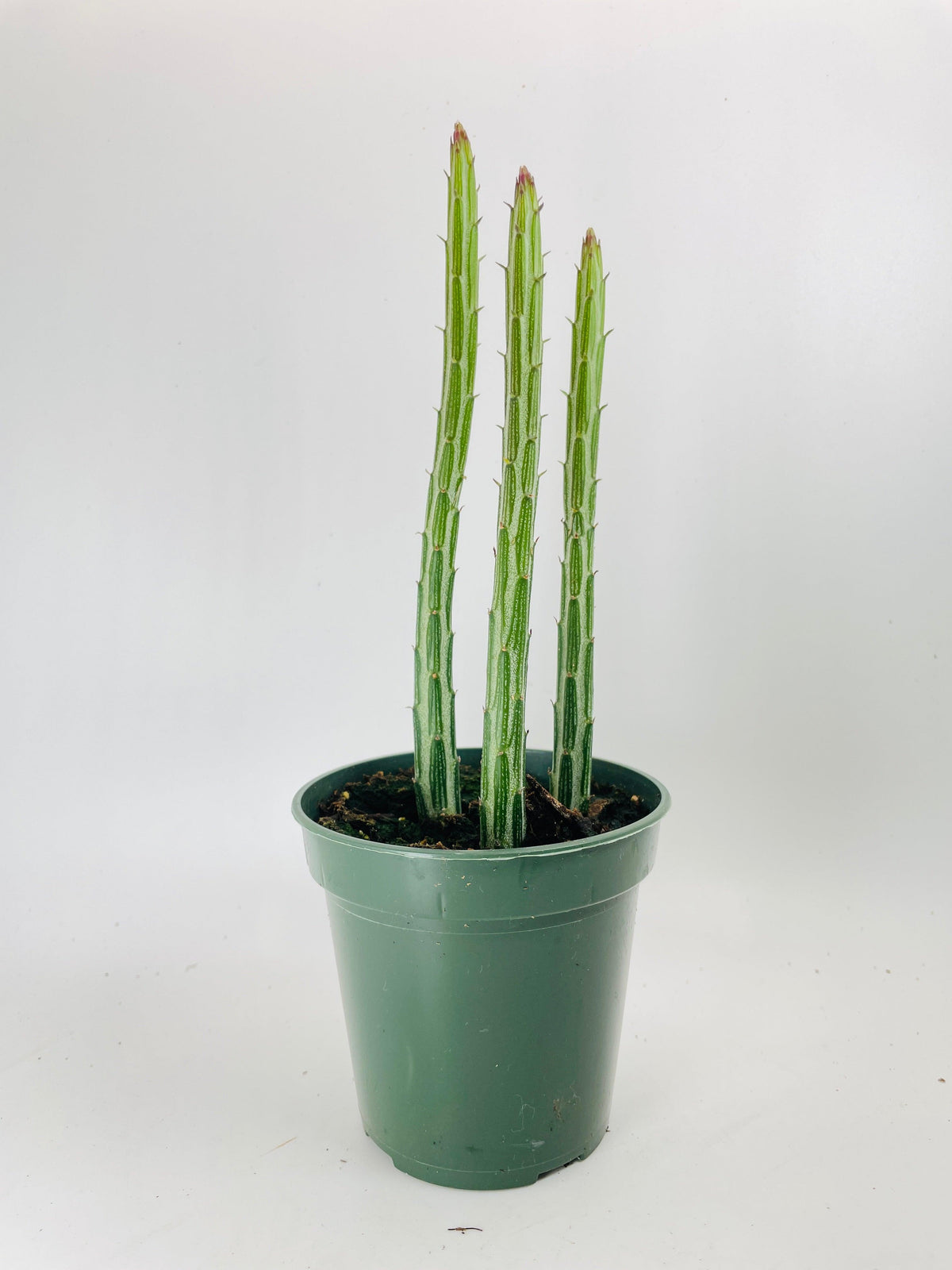 Senecio Stapeliiformis "Candy Cane" PIckle Succulent