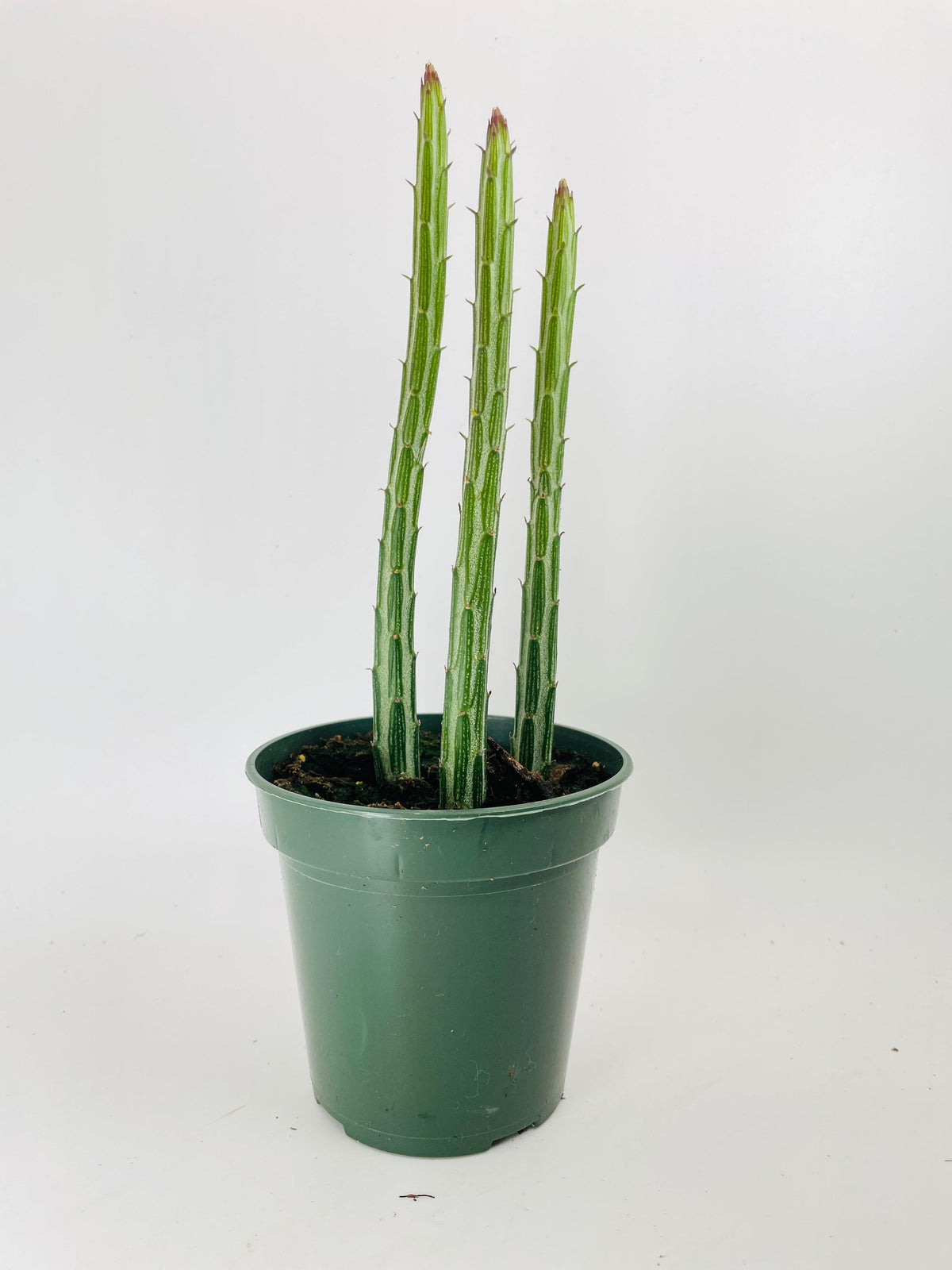 Senecio Stapeliiformis "Candy Cane" PIckle Succulent
