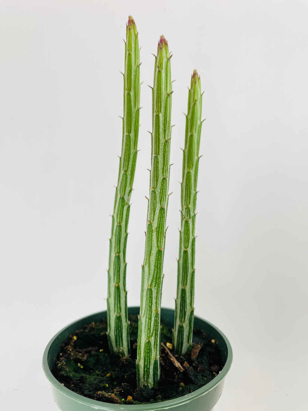 Senecio Stapeliiformis "Candy Cane" PIckle Succulent