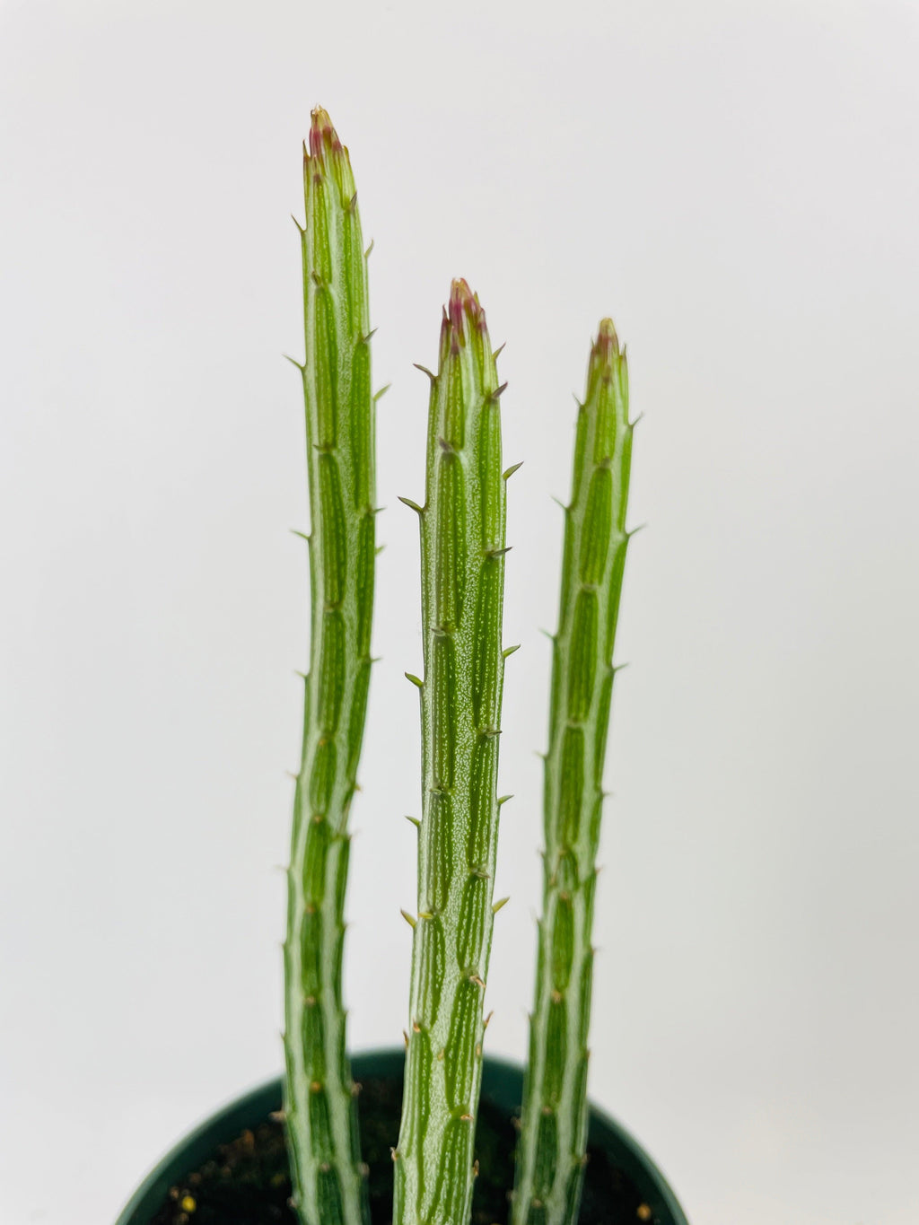 Senecio Stapeliiformis "Candy Cane" PIckle Succulent