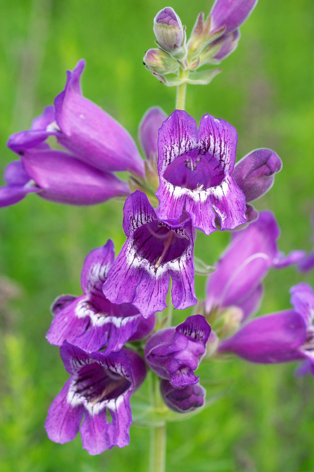 250 NATIVE MIX Beardtongue PENSTEMON Grandiflorus, Strictus, Cobaea, Palmeri, Digitalis, Pallidus - Pink White Blue Purple Flower Seeds