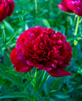 Command Performance Peony - 1 root division