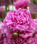 Dr. Alex Fleming Peony - 1 root division