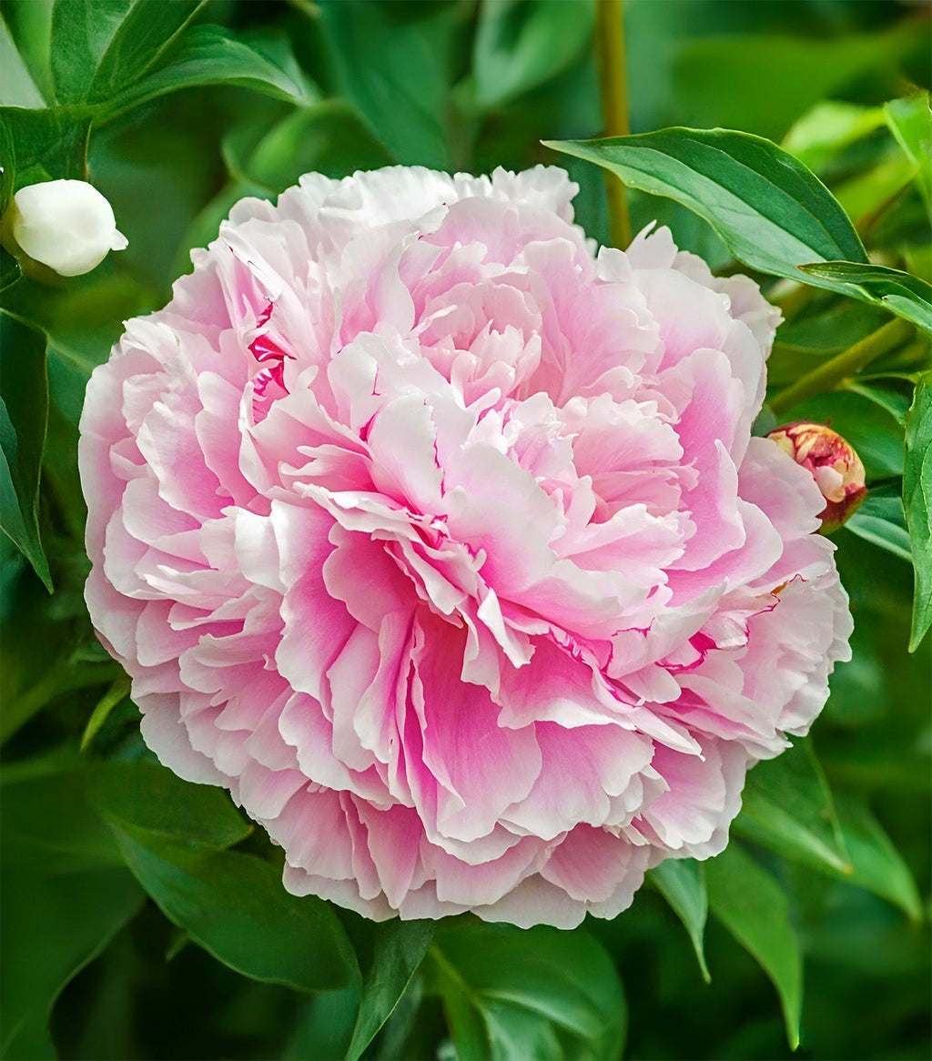 Lady Alexandra Duff Peony - 1 root division