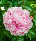 Lady Alexandra Duff Peony - 1 root division