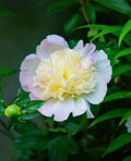 Primevere Peony - 1 root division
