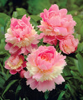 Sorbet Peony - 1 root division
