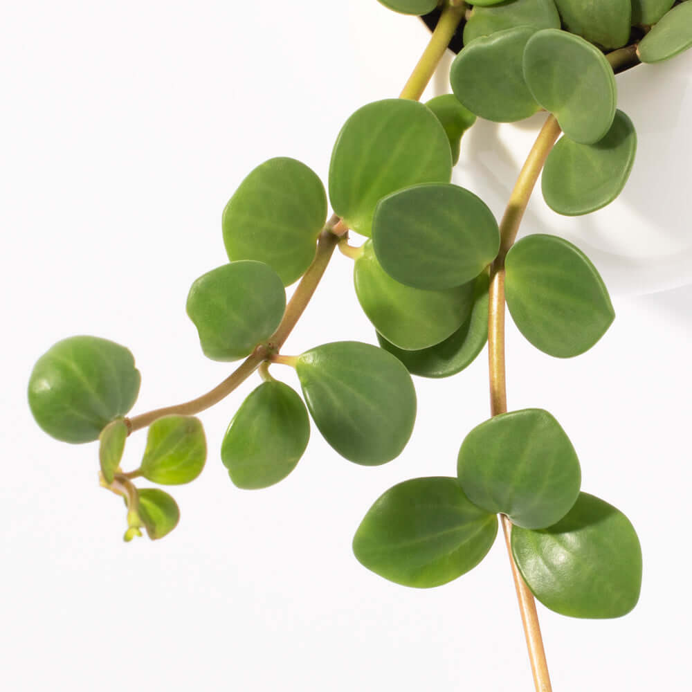 Peperomia Hope 'Trailing Jade' Plant