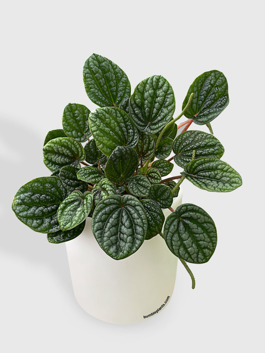 Peperomia Caperata Burbella