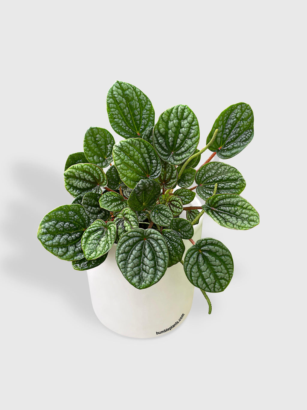 Peperomia Caperata Burbella