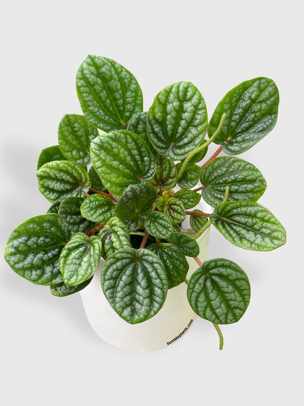 Peperomia Caperata Burbella