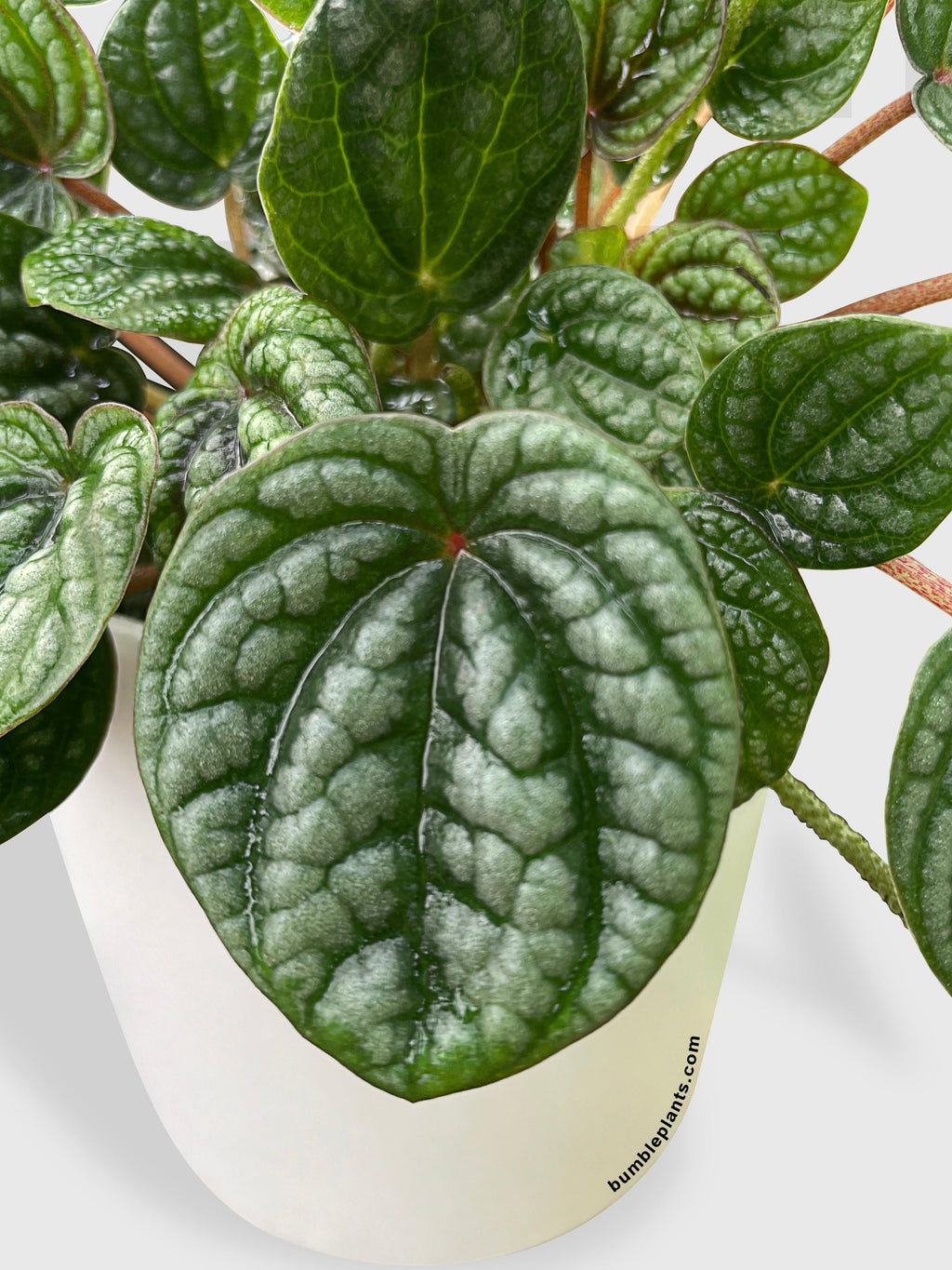 Peperomia Caperata Burbella