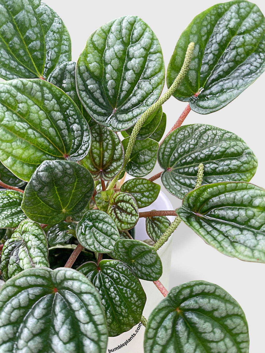 Peperomia Caperata Burbella