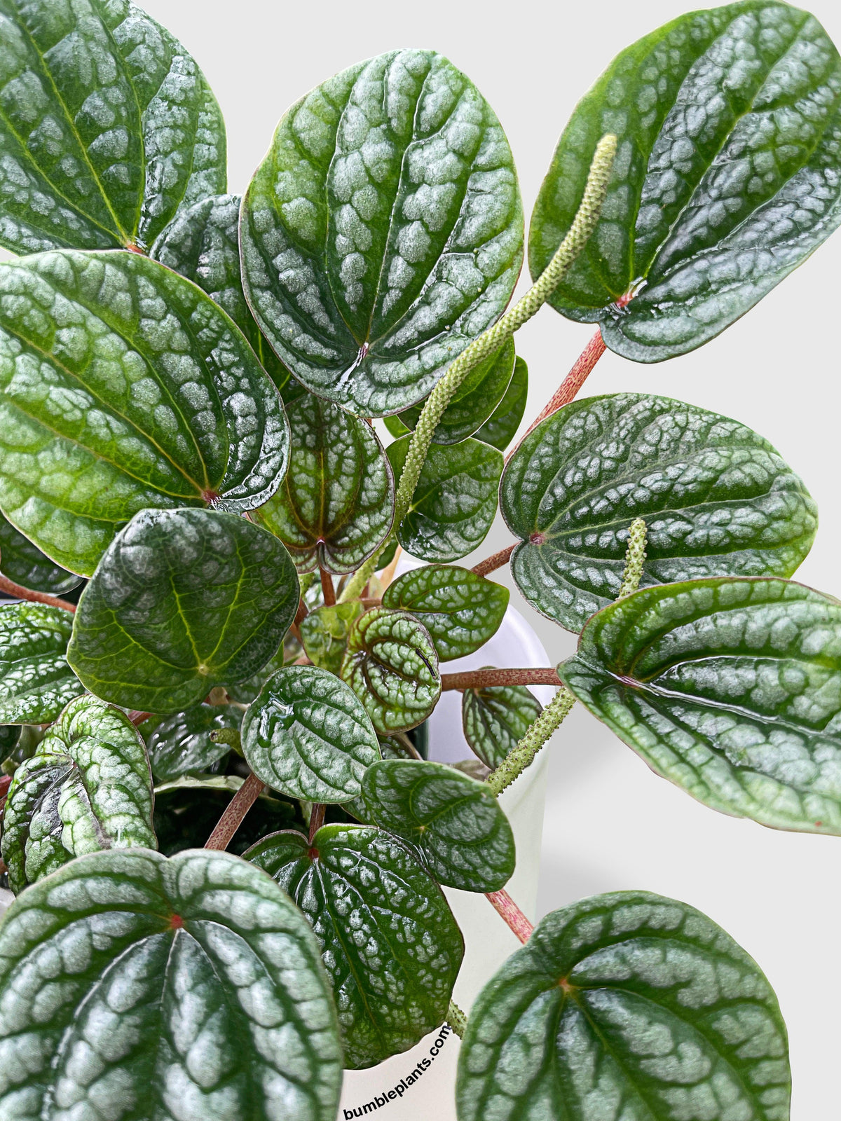 Peperomia Caperata Burbella