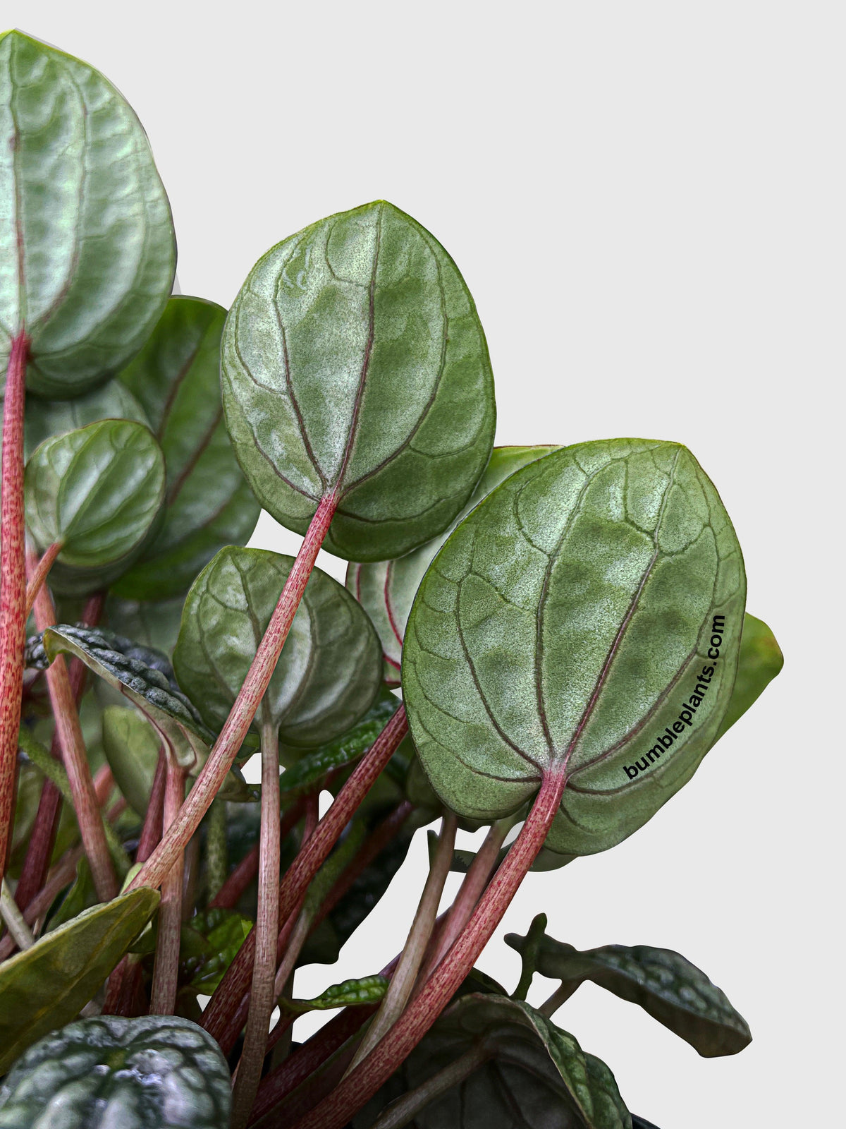 Peperomia Caperata Burbella