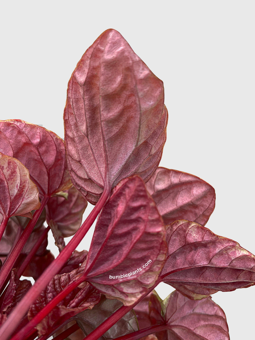 Peperomia Caperata Quito