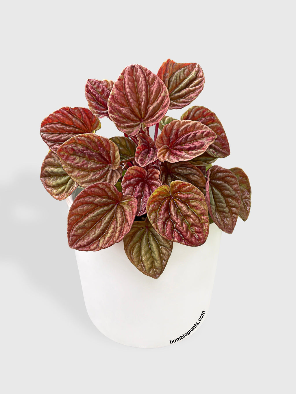 Peperomia Caperata Quito