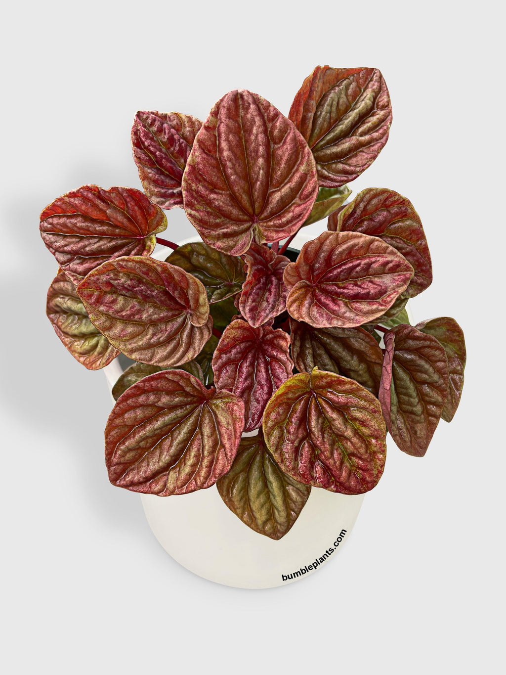 Peperomia Caperata Quito
