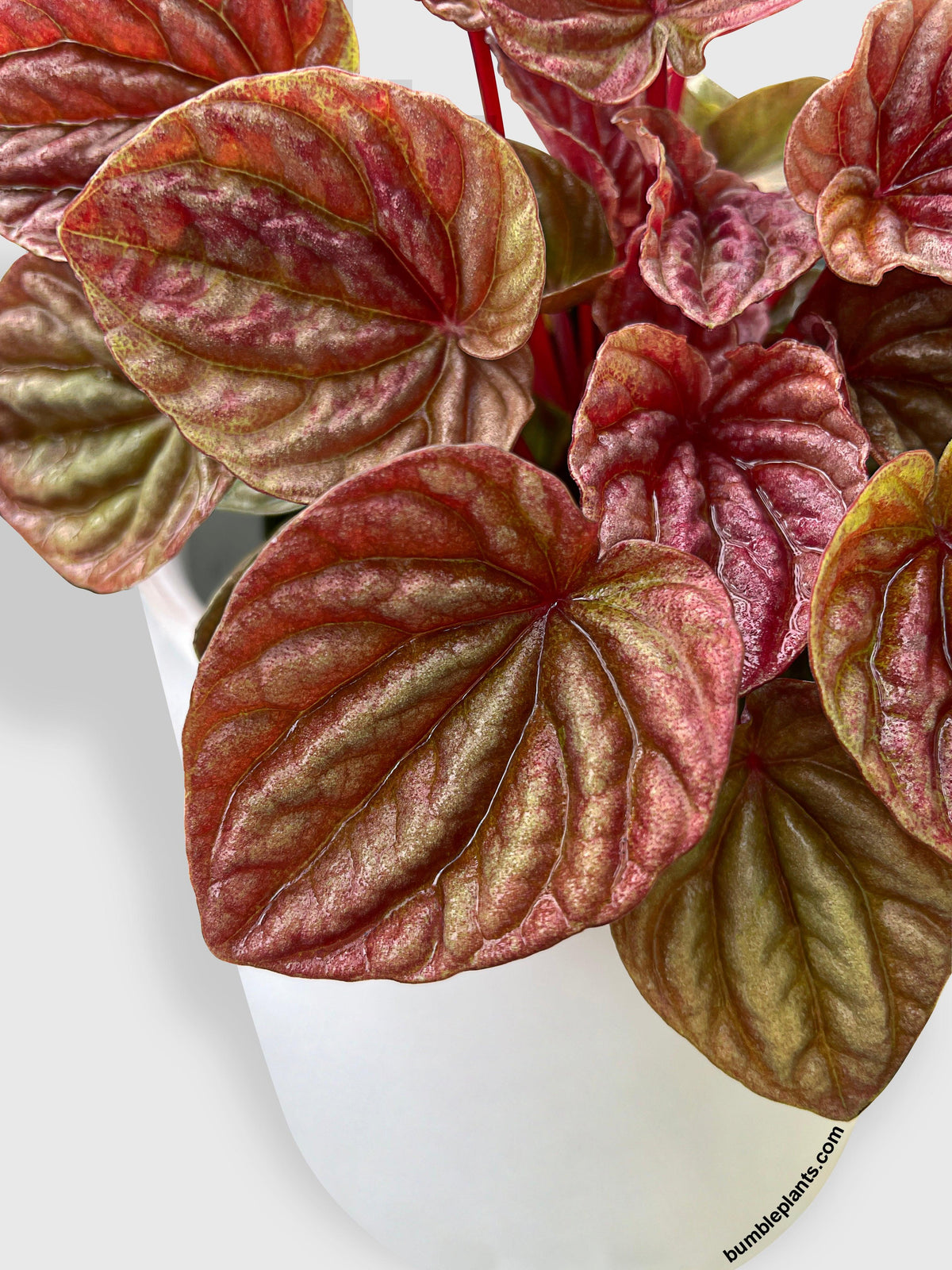 Peperomia Caperata Quito