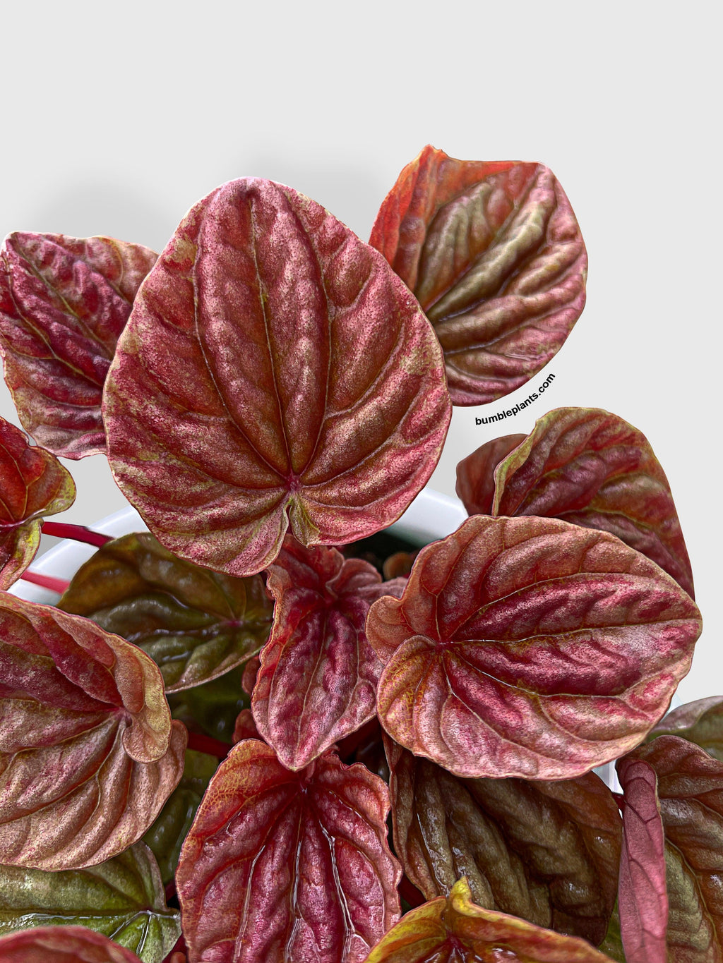 Peperomia Caperata Quito