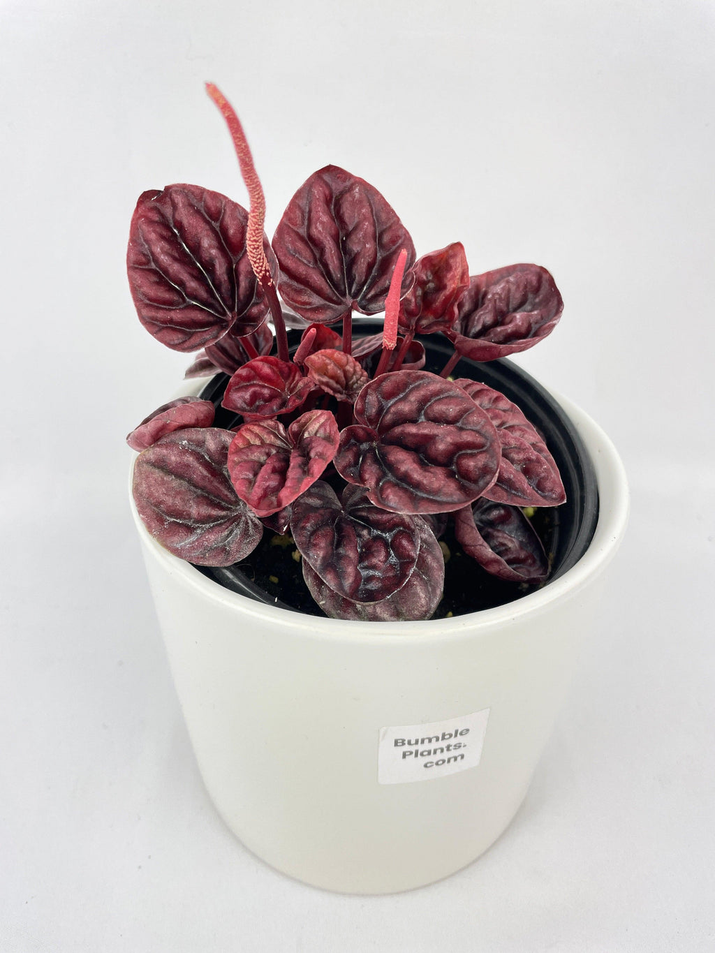 Peperomia Caperata 'Schumi Ripple Red'