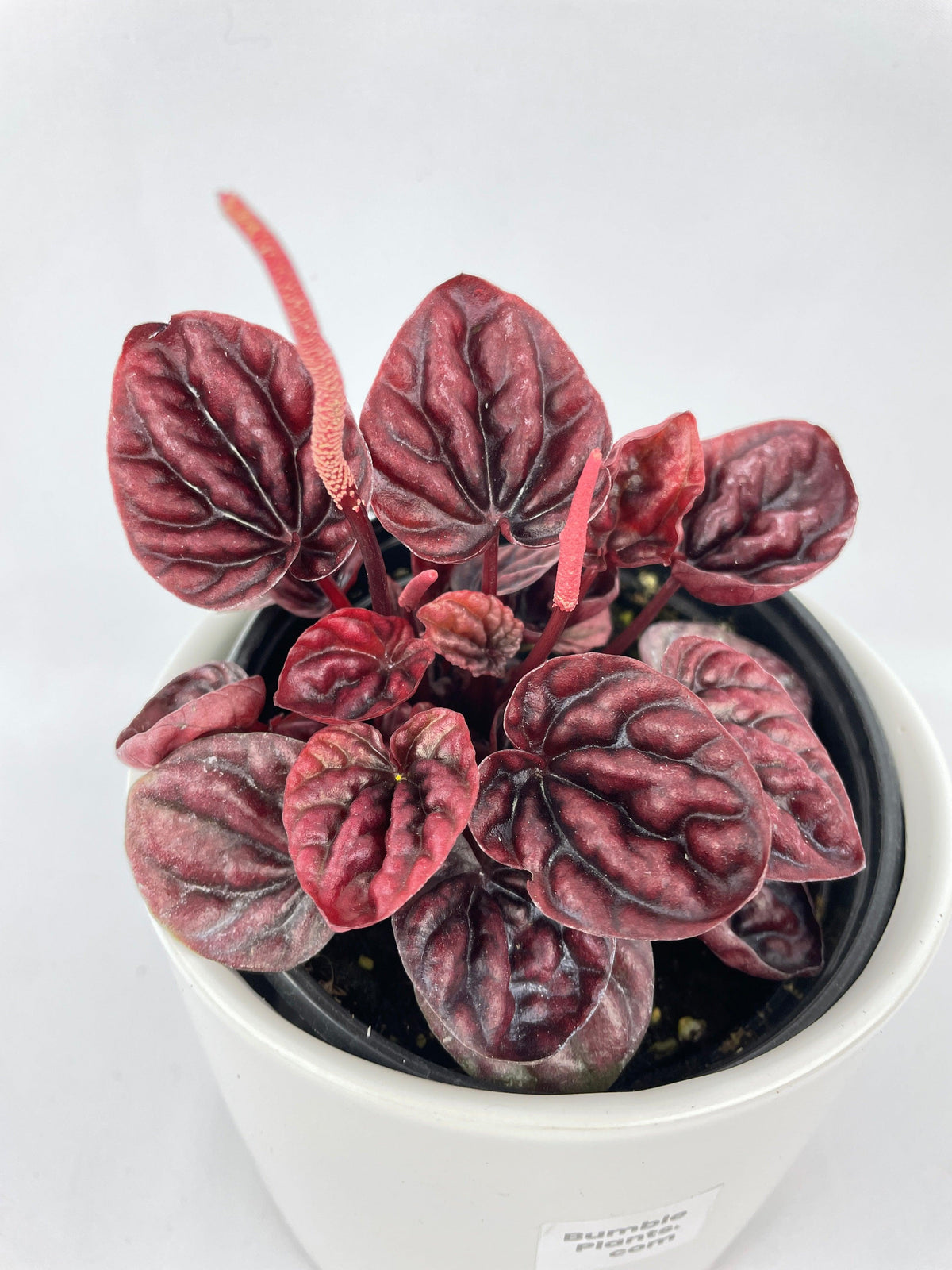 Peperomia Caperata 'Schumi Ripple Red'