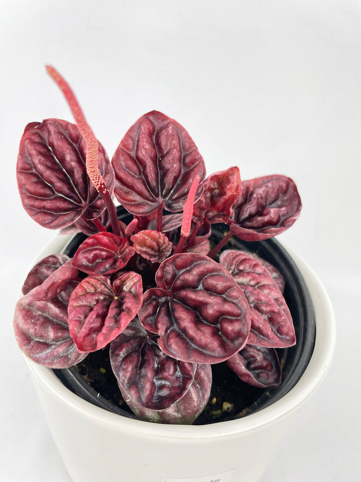 Peperomia Caperata 'Schumi Ripple Red'