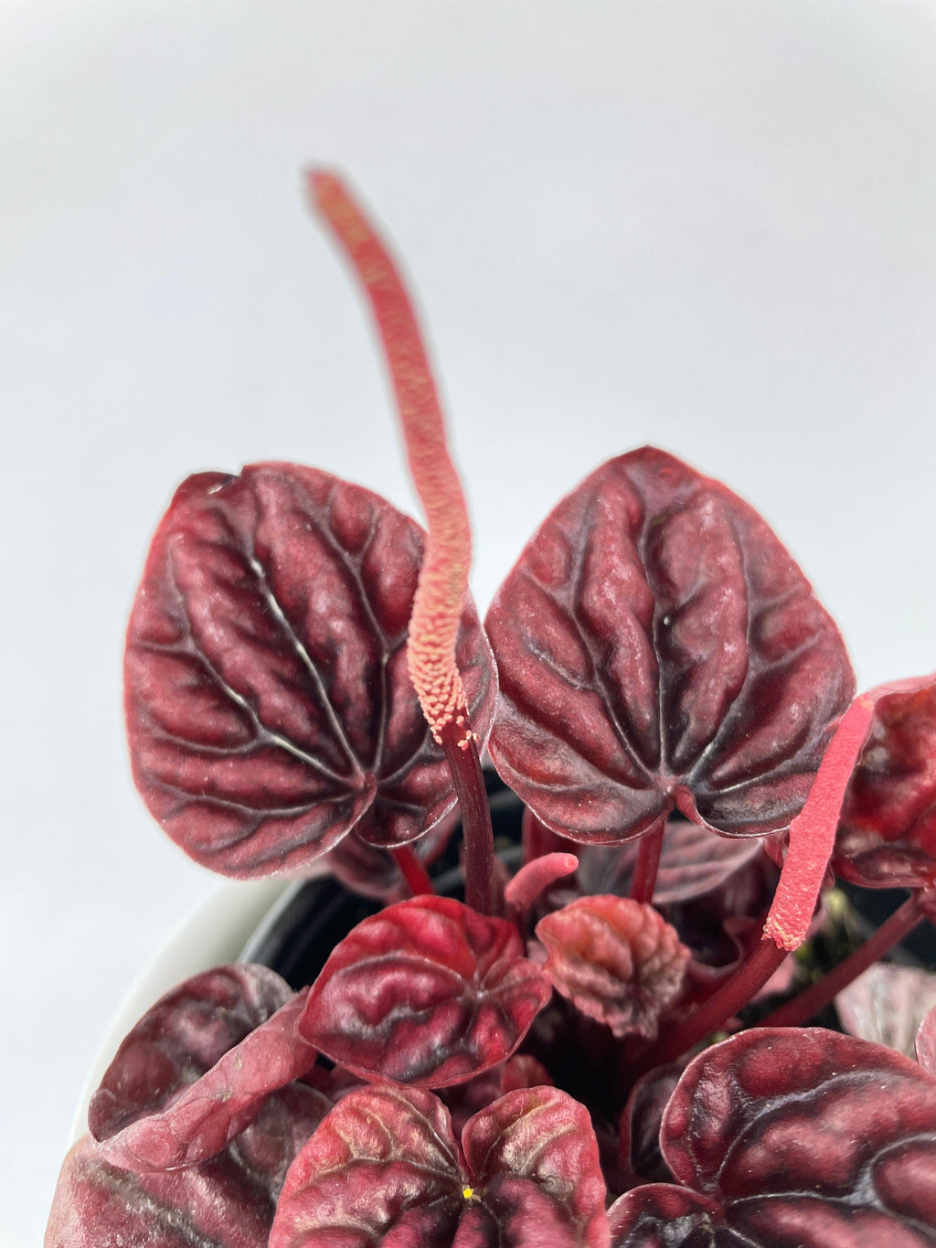 Peperomia Caperata 'Schumi Ripple Red'