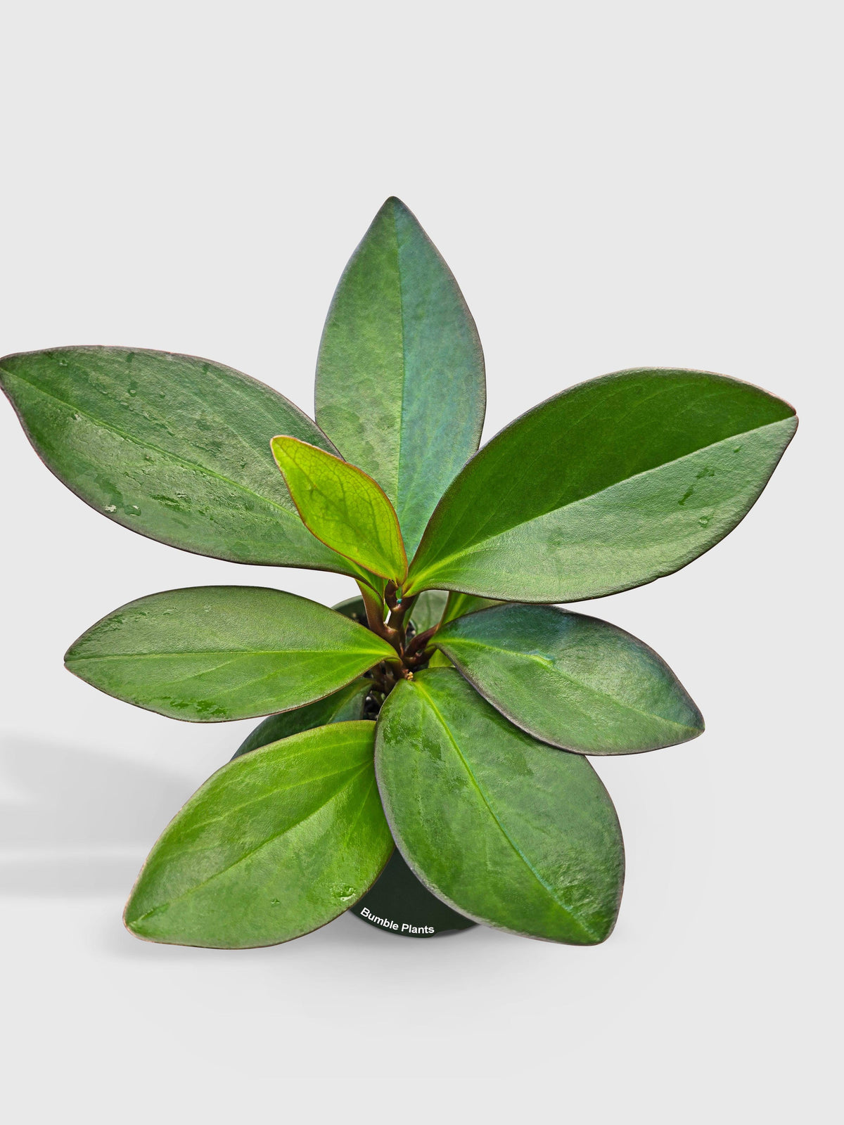 Peperomia Clusiifolia 'Red Eagle'