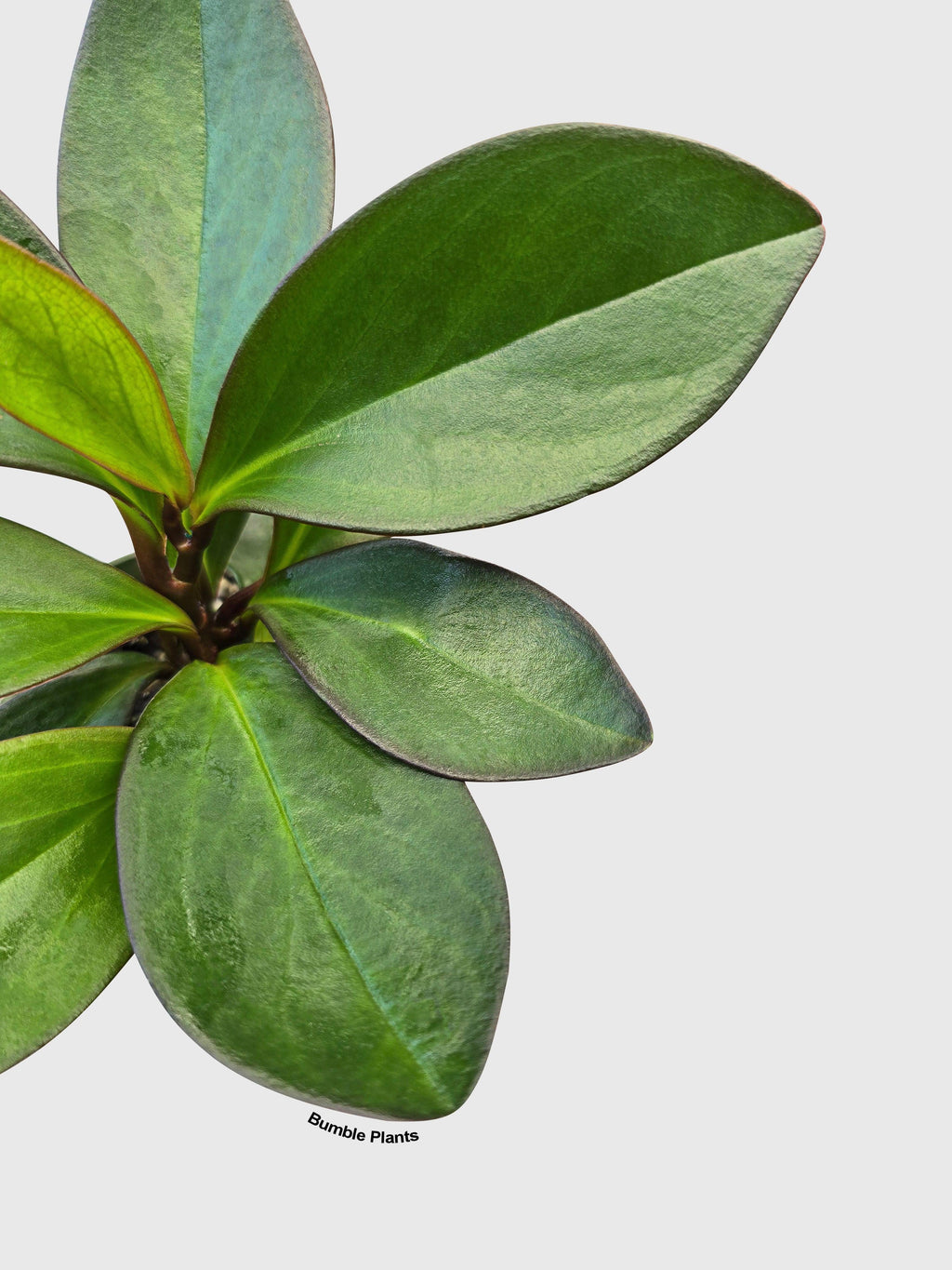 Peperomia Clusiifolia 'Red Eagle'