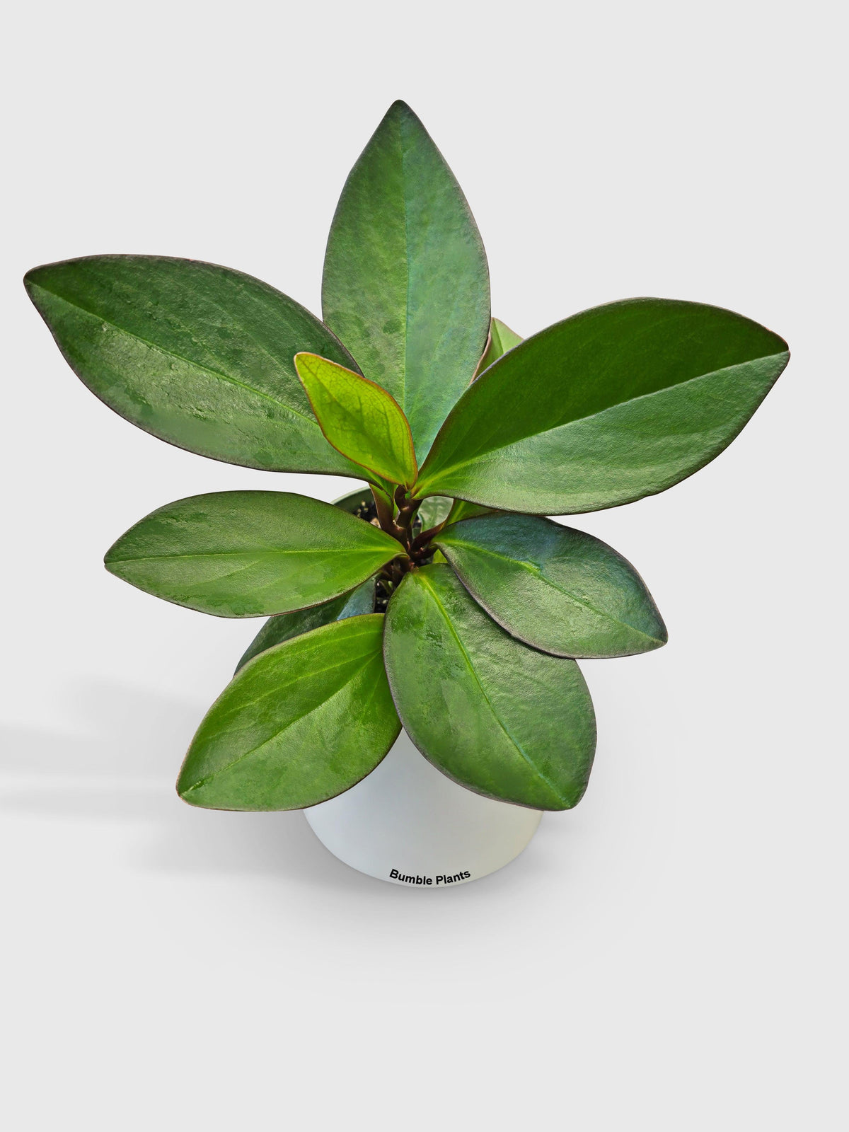 Peperomia Clusiifolia 'Red Eagle'