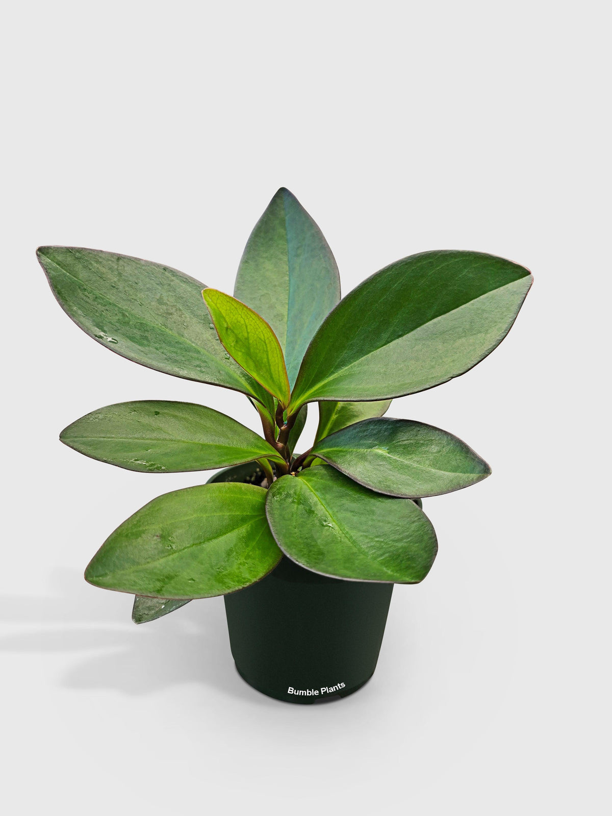 Peperomia Clusiifolia 'Red Eagle'
