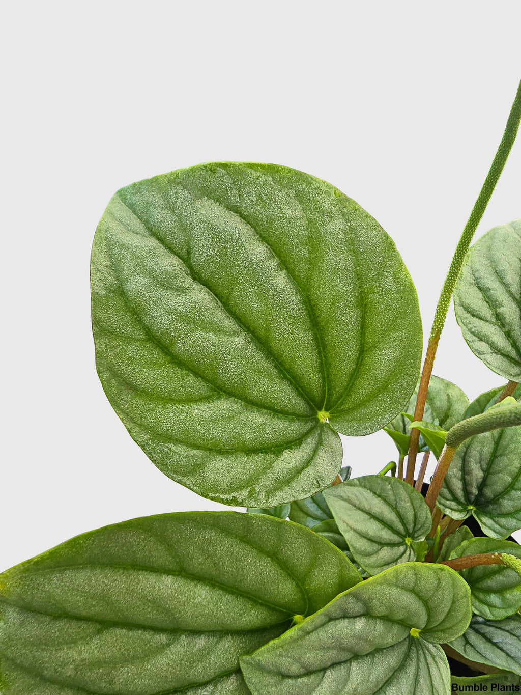 Peperomia Frost Silver Watermelon