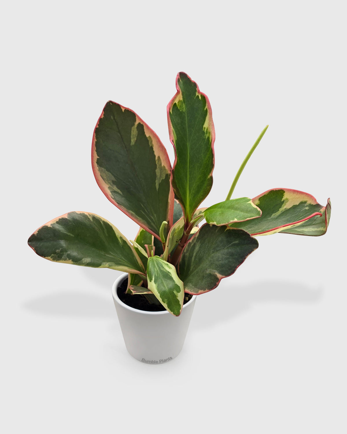 Peperomia Clusiifolia 'Ginny'