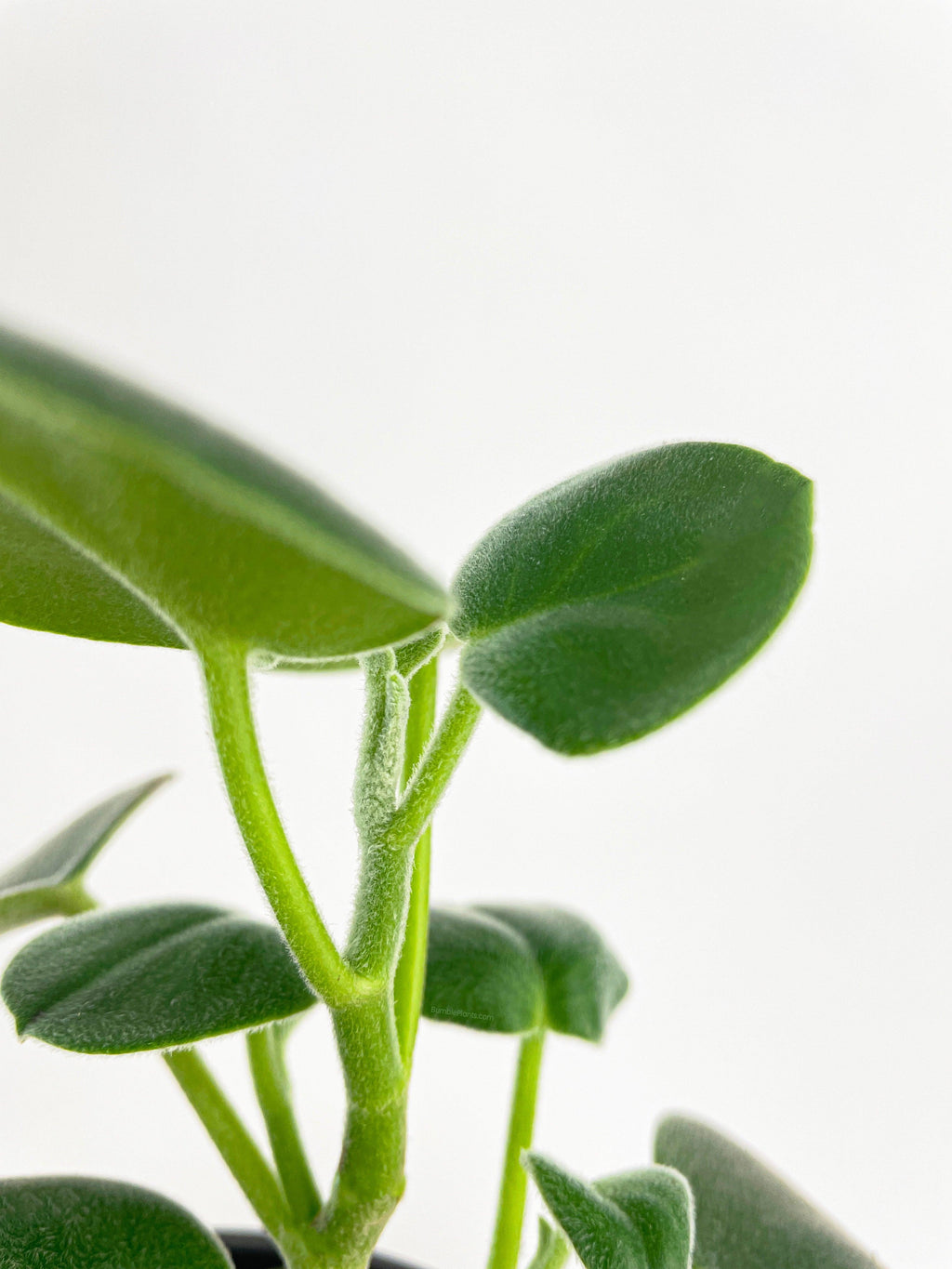 Peperomia Incana Fuzzy 'Felted Pepperface'
