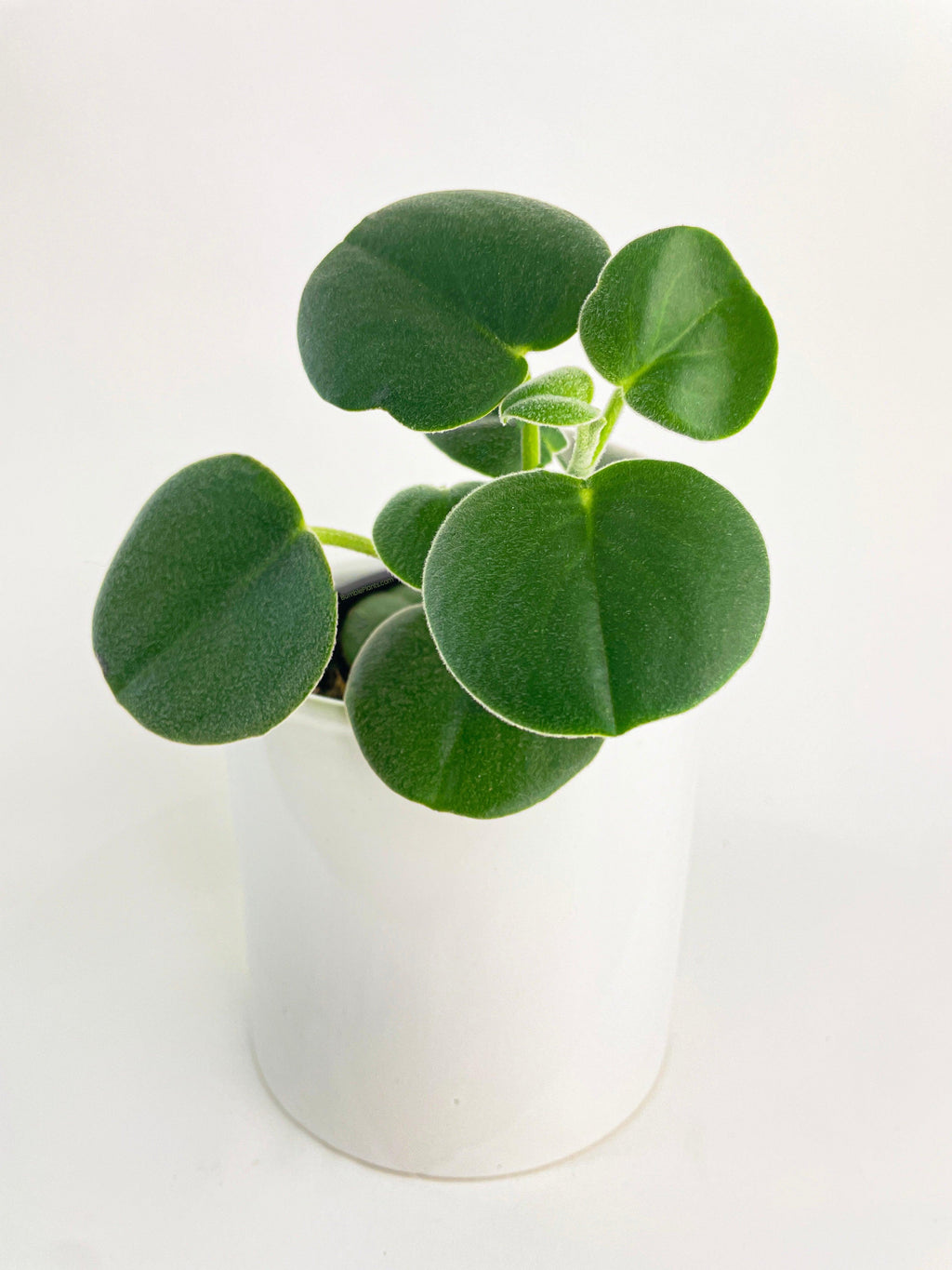 Peperomia Incana Fuzzy 'Felted Pepperface'