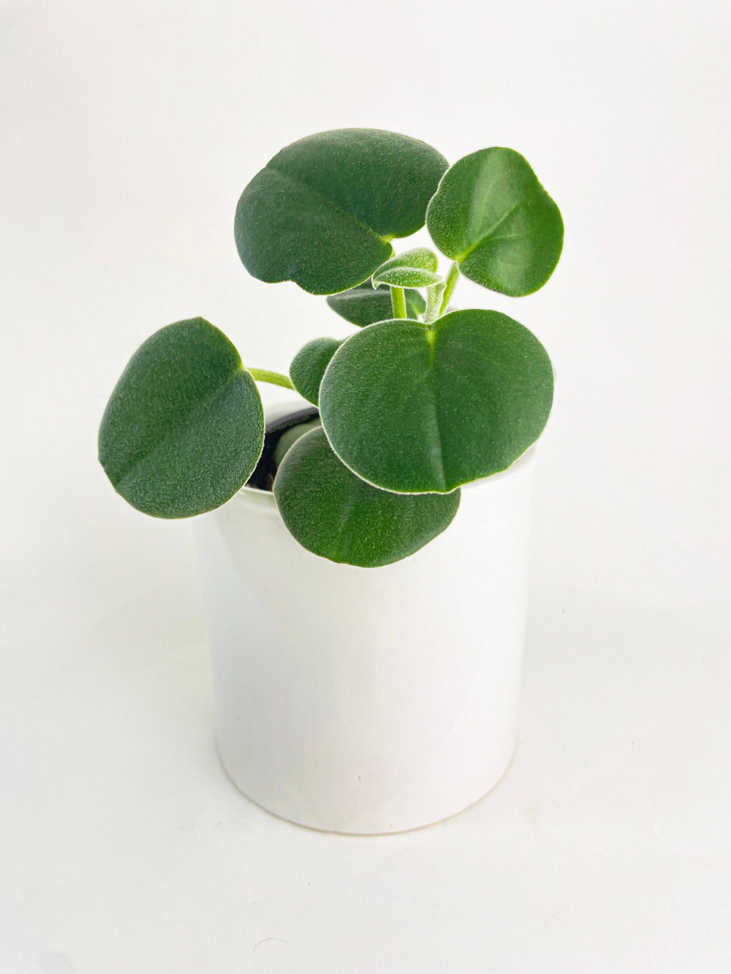 Peperomia Incana Fuzzy 'Felted Pepperface'