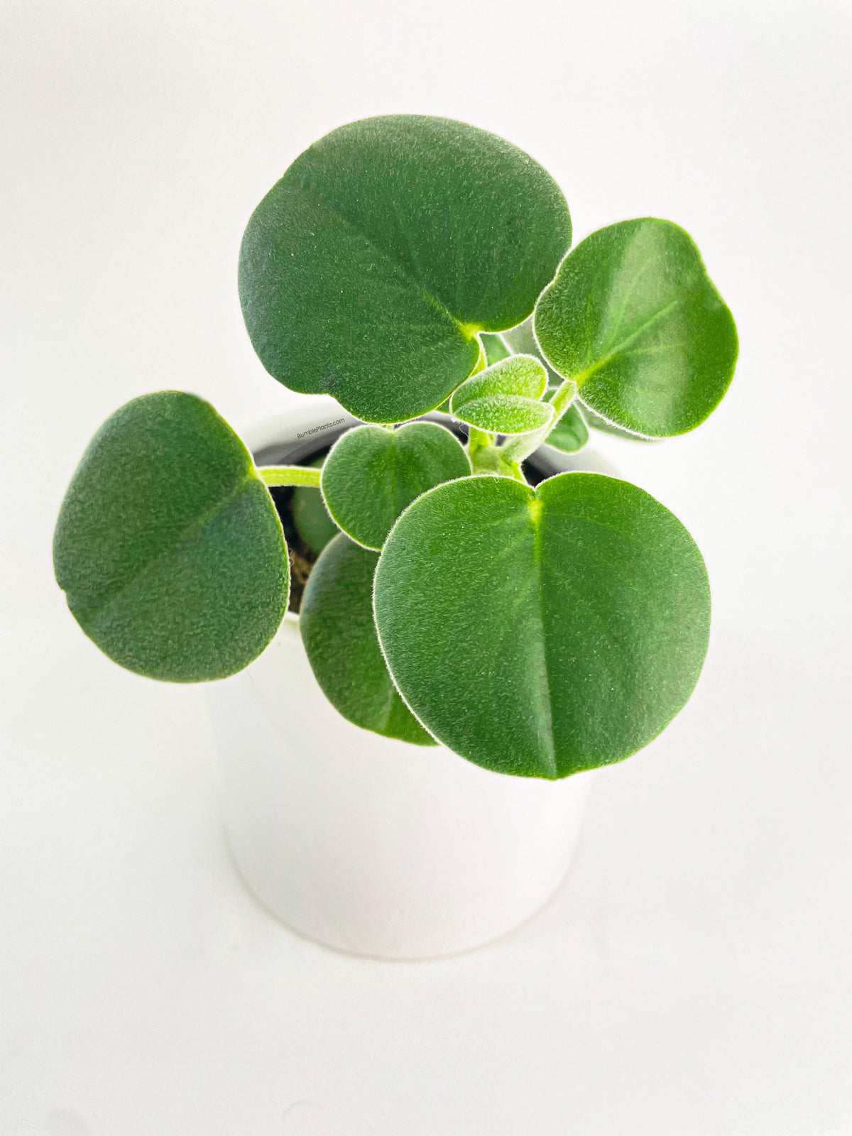 Peperomia Incana Fuzzy 'Felted Pepperface'